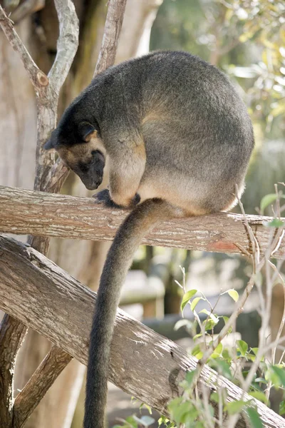 Lumholtz träd kangaroo — Stockfoto