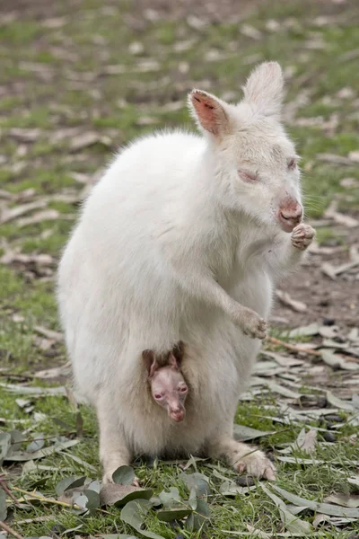 Albino wallaby y joey —  Fotos de Stock