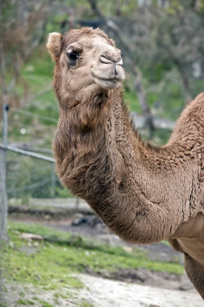 Kamel aus nächster Nähe — Stockfoto