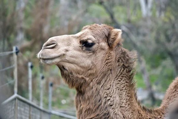 Kamel aus nächster Nähe — Stockfoto