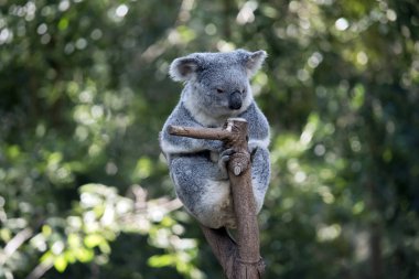 Koala yakın çekim