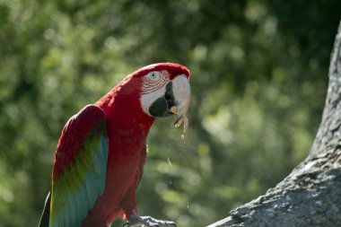 Scarlet Amerika papağanı yakın çekim