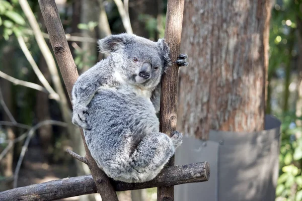 Koala, posiadanie pewien zadrapanie — Zdjęcie stockowe