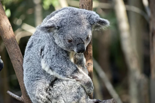 Koala  close up — Stock Photo, Image