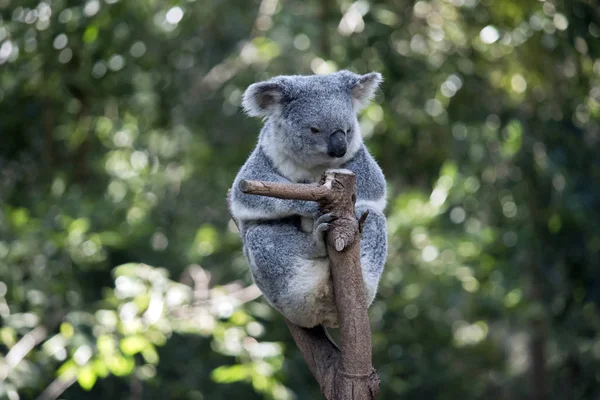 Koala aus nächster Nähe — Stockfoto