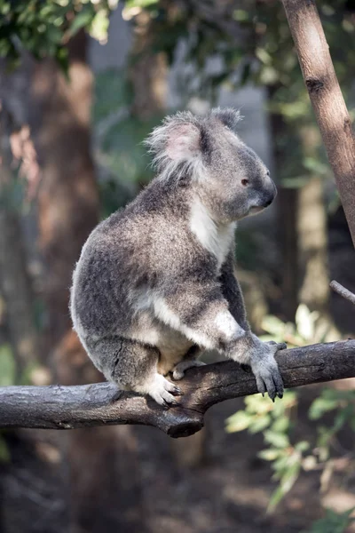 Koala z bliska — Zdjęcie stockowe