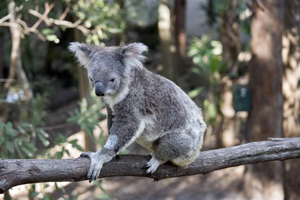 Koala z bliska — Zdjęcie stockowe