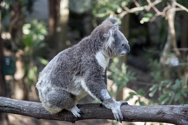 Koala κοντινό πλάνο — Φωτογραφία Αρχείου
