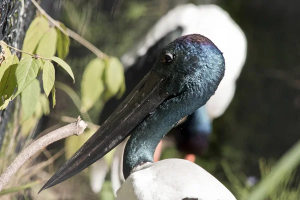 Zwarte ooievaar hals — Stockfoto