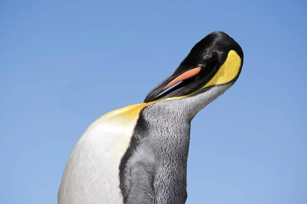 Roi pingouin gros plan — Photo