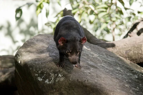 Tasmanian devil on rock — Stock Photo, Image