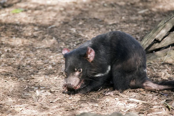 Tasmanian devil  close up — Stock Photo, Image