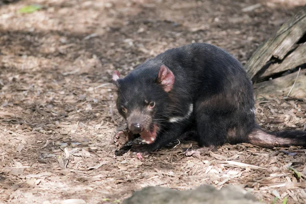 Tasmanian devil  close up — Stock Photo, Image