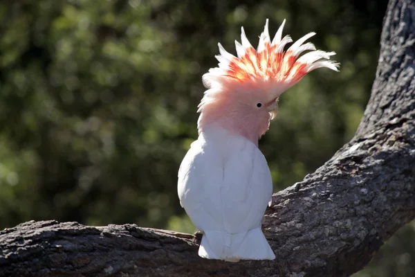 Major mitchell cockatoo — Stock Photo, Image