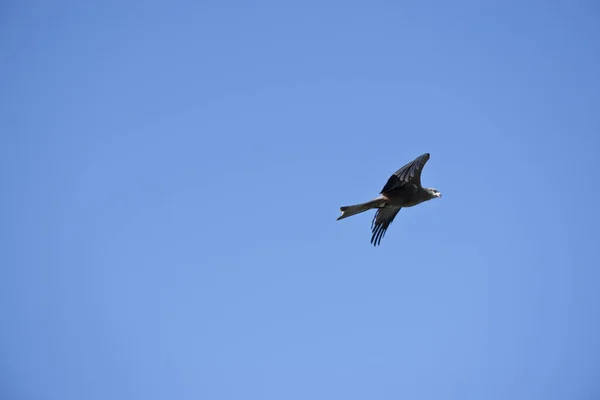 Black kite flyinf — стоковое фото