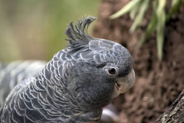 En gang-gänget papegoja — Stockfoto