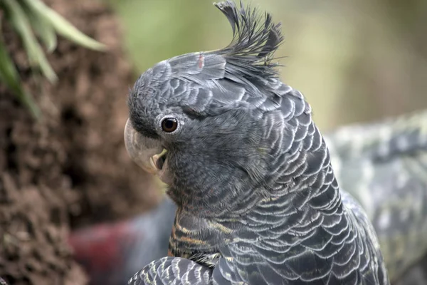 En gang-gänget papegoja — Stockfoto