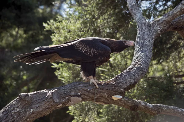 kama kuyruklu kartal