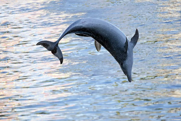 Dolphin vända — Stockfoto