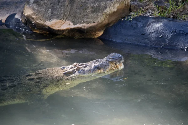 Salt water crocodile — Stock Photo, Image