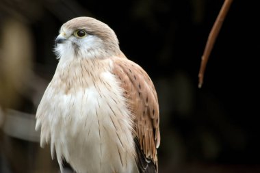 Nankin kerkenezi yakın çekim