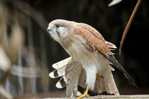 Nankeen kestrel  stretching — Stock Photo, Image