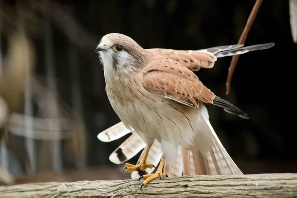 Nankeen kestrel stretching — Stock Photo, Image