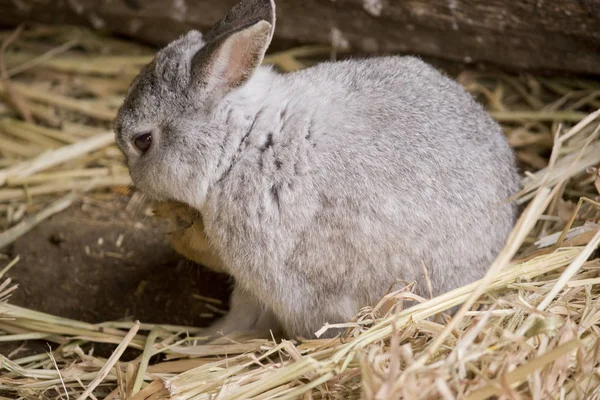 Bébé lapin vue de côté — Photo