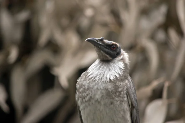 Lauter Frair-Vogel — Stockfoto