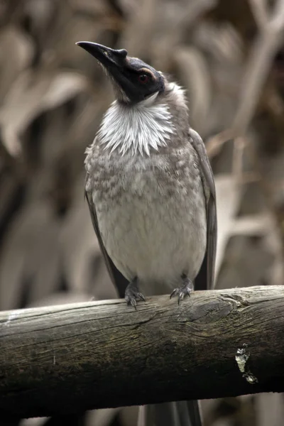 Oiseau frair bruyant — Photo