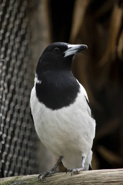 Rattenschlachter-Vogel — Stockfoto