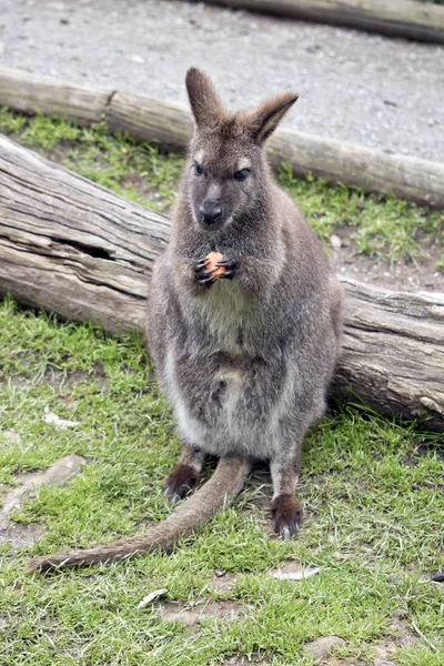 Rode hals Irmawallabie — Stockfoto