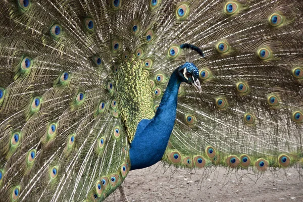 Tavus kuşu tüyleri görüntüleme — Stok fotoğraf