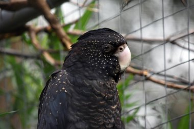 Kırmızı kuyruklu kara Kakadu