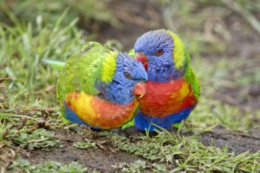 iki gökkuşağı lorikeets
