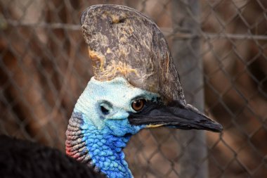 Cassowary yakın çekim