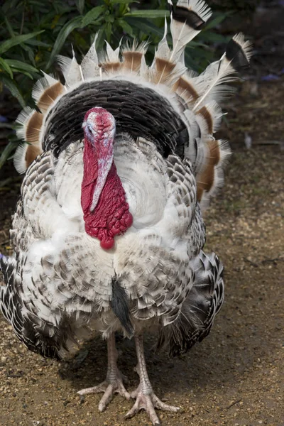 turkey close up