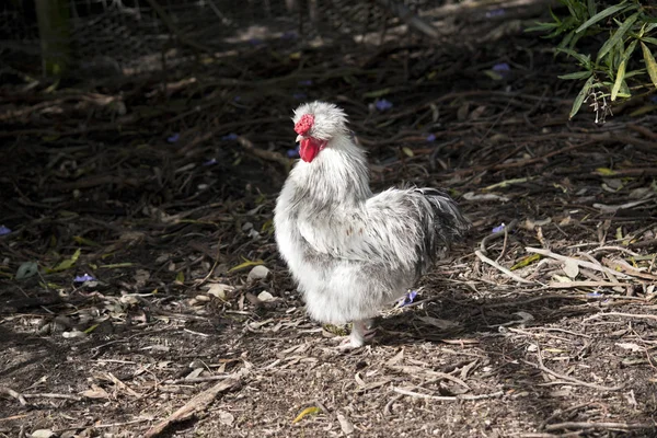 Silkie κοτόπουλο εσωτερικη — Φωτογραφία Αρχείου