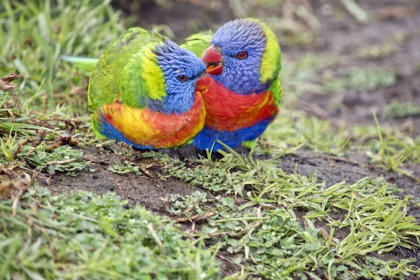 Two rainbow lorikeets — Stock Photo, Image