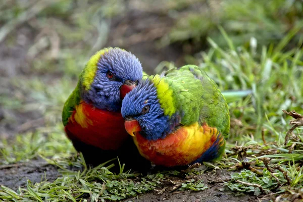 Two rainbow lorikeet — Stock Photo, Image