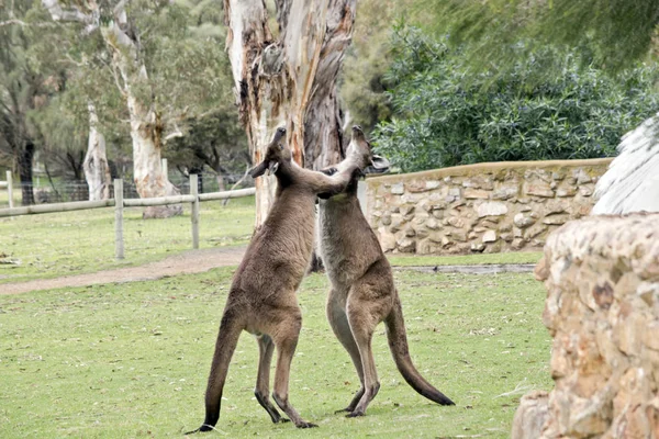 Kangaroo-eiland kangoeroes vechten — Stockfoto