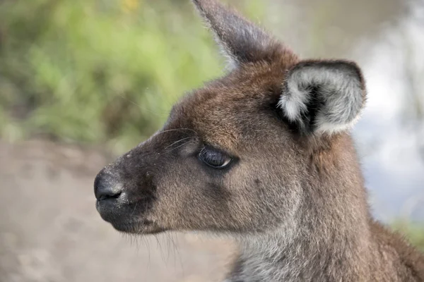 Kangaroo-eiland kangoeroe close-up — Stockfoto