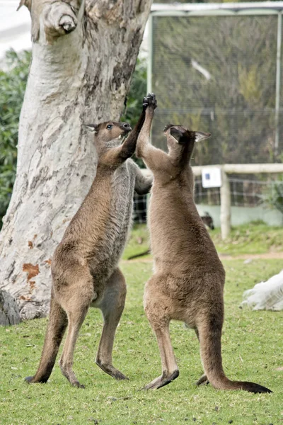 Kangaroo-eiland kangoeroes vechten — Stockfoto