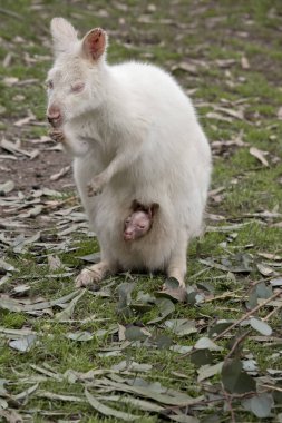 Albino kanguru ve joey