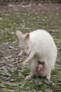 Albino kanguru ve joey