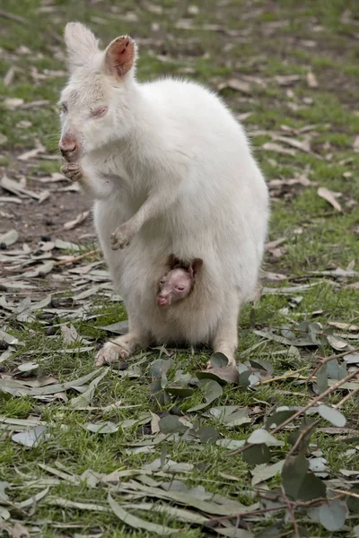 Albino kanguru ve joey — Stok fotoğraf