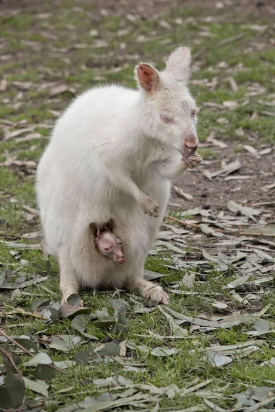 Albino wallaby en joey — Stockfoto