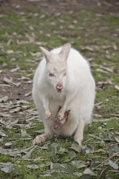 White albino wallaby — Stock Photo, Image