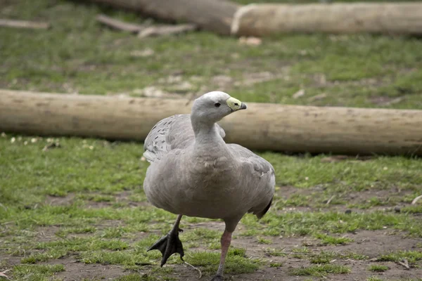 Hönsgås — Stockfoto