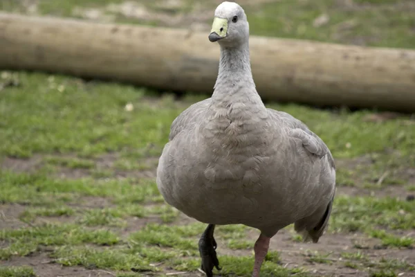 Cape barren goose — Stock Photo, Image